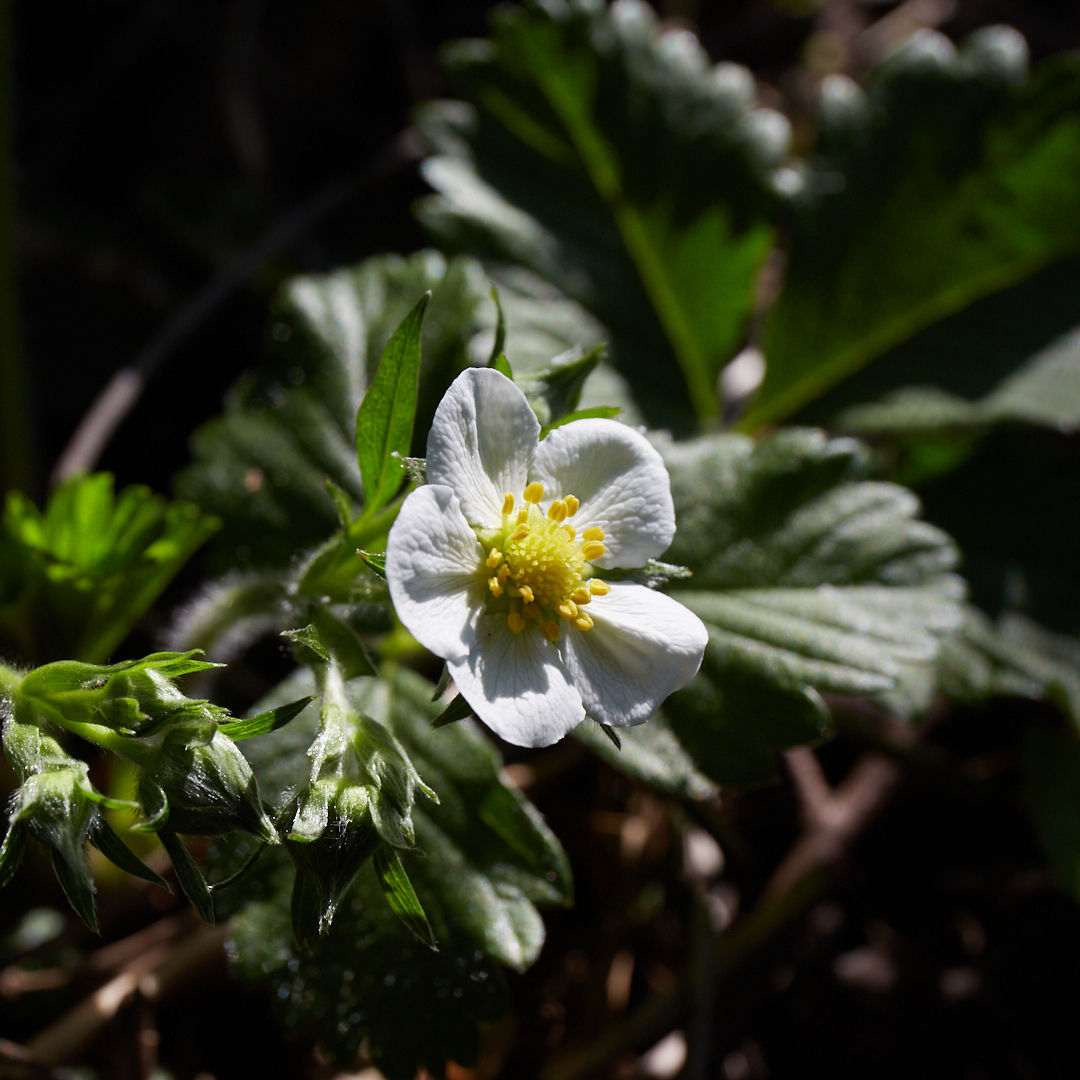 Fragaria vesca | Woodland Strawberry