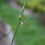 Thumbnail: Achnatherum lemmonii | Lemmon’s Needlegrass