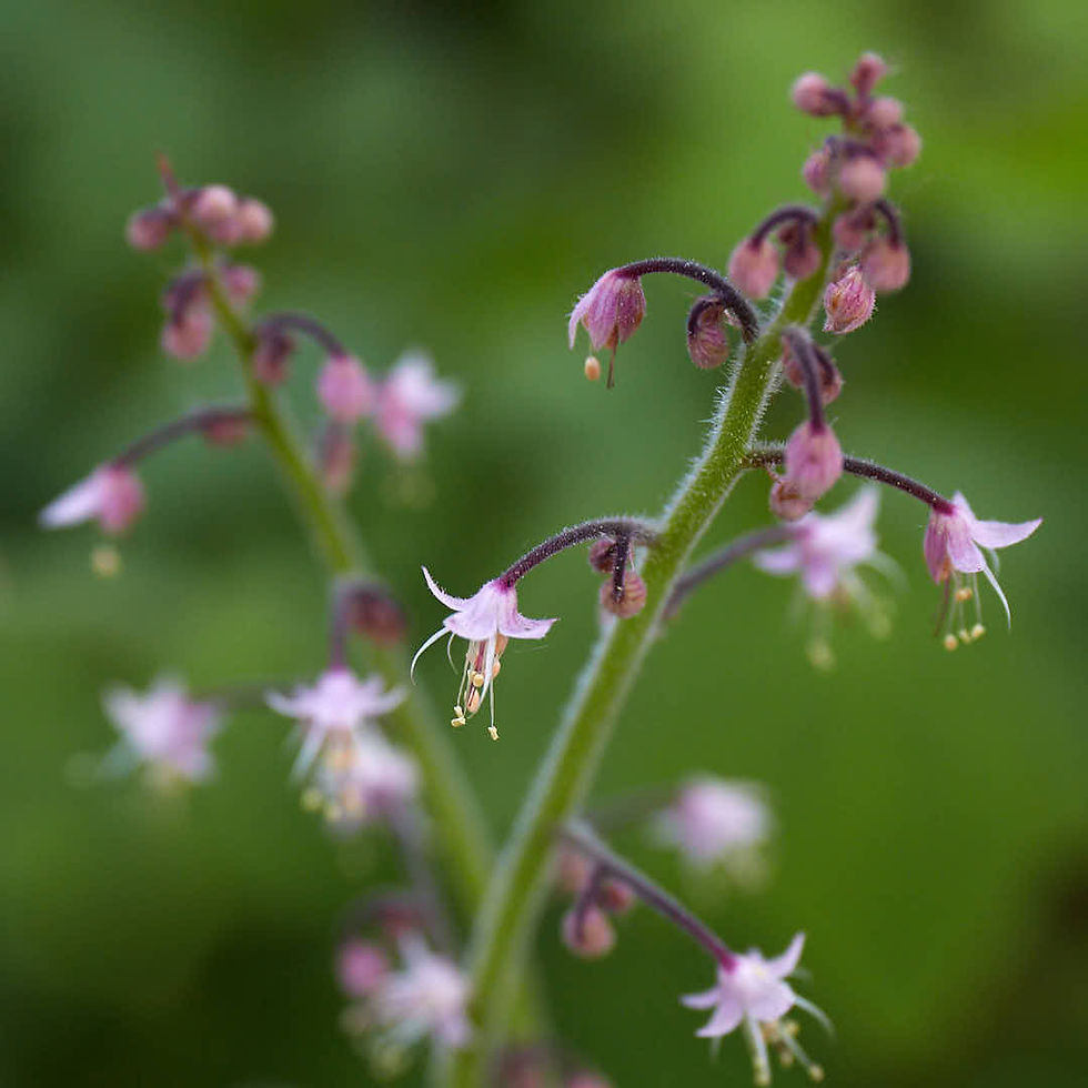 Thumbnail: Tiarella trifoliata var trifoliata| Foam Flower