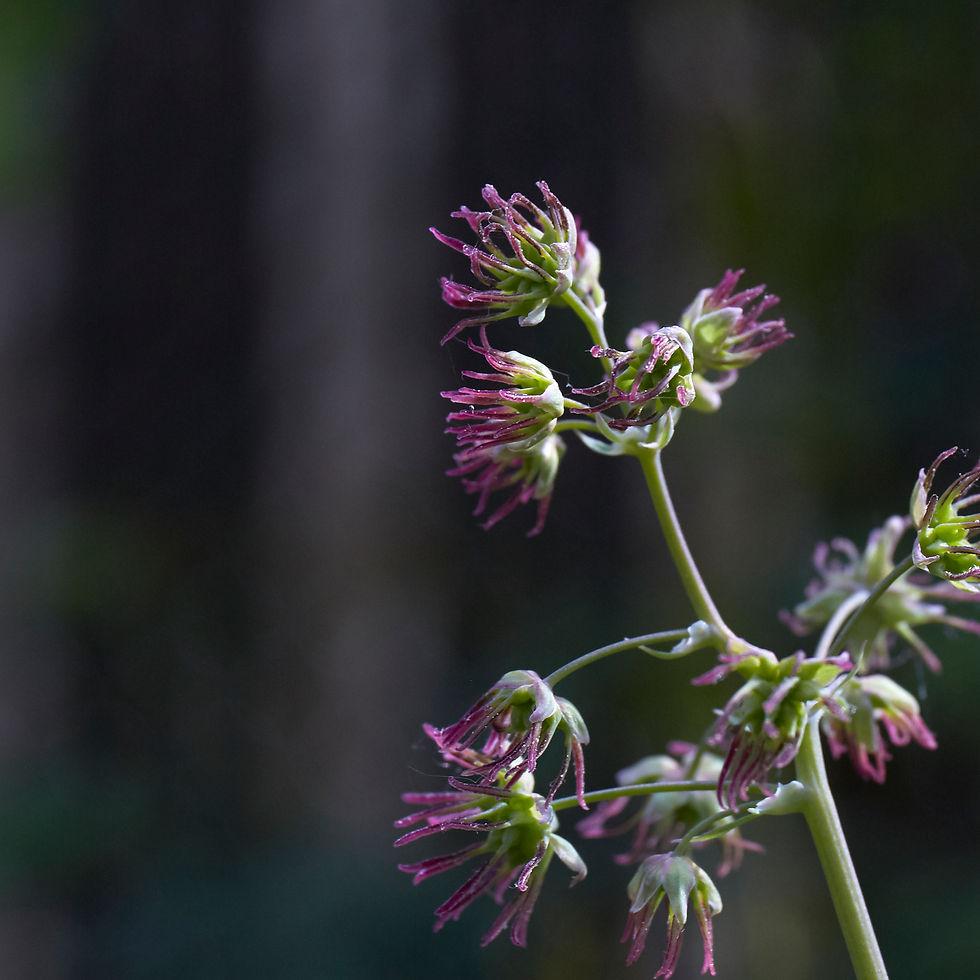 Thumbnail: Thalictrum polycarpum | Tall Meadowrue