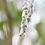 Thumbnail: Garrya elliptica | Silk Tassel