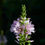 Thumbnail: Sidalcea campestris | Meadow Checkermallow