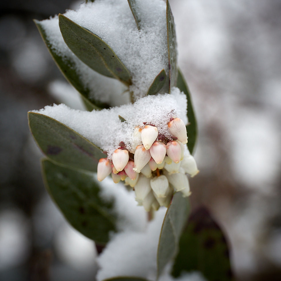 Thumbnail: Arctostaphylos columbiana | Hairy Manzanita