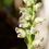 Thumbnail: Goodyera oblongifolia | Rattlesnake Plantain