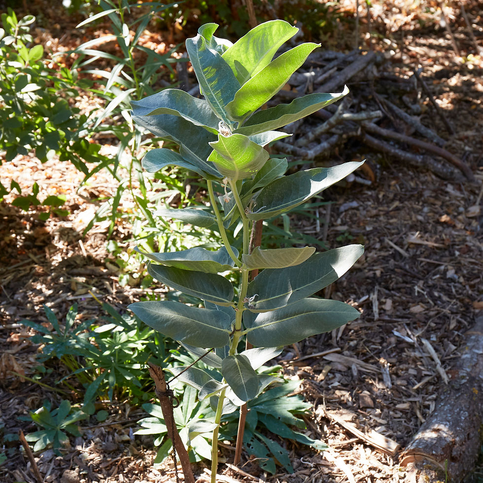 Thumbnail: Asclepias speciosa | Showy Milkweed