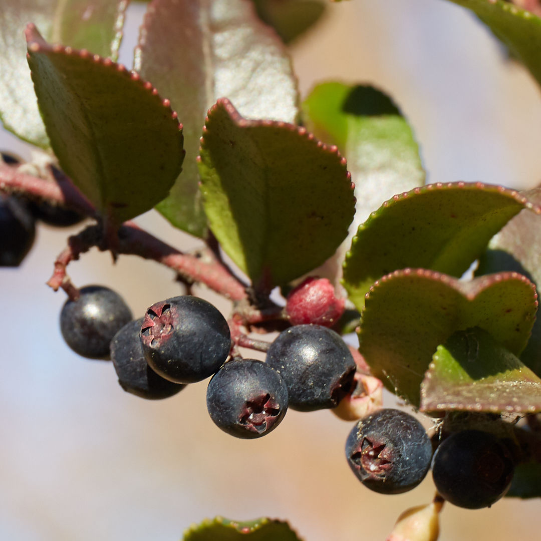 Vaccinium ovatum | Evergreen Huckleberry