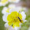 Thumbnail: Limnanthes douglasii | Meadowfoam