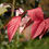 Thumbnail: Cornus sericea | Red Twig Dogwood