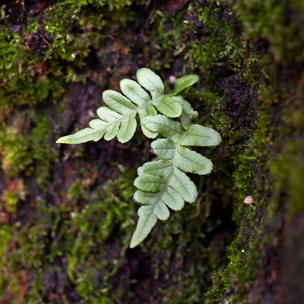 Polypodium glycyrrhiza | Licorice Fern
