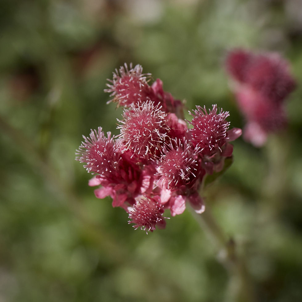 Thumbnail: Antennaria rosea | Rosy Pussytoes