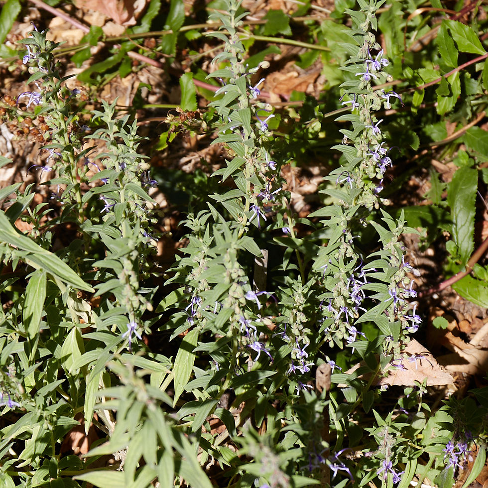 Thumbnail: Trichostema lanceolatum | Mt. Blue-Curls