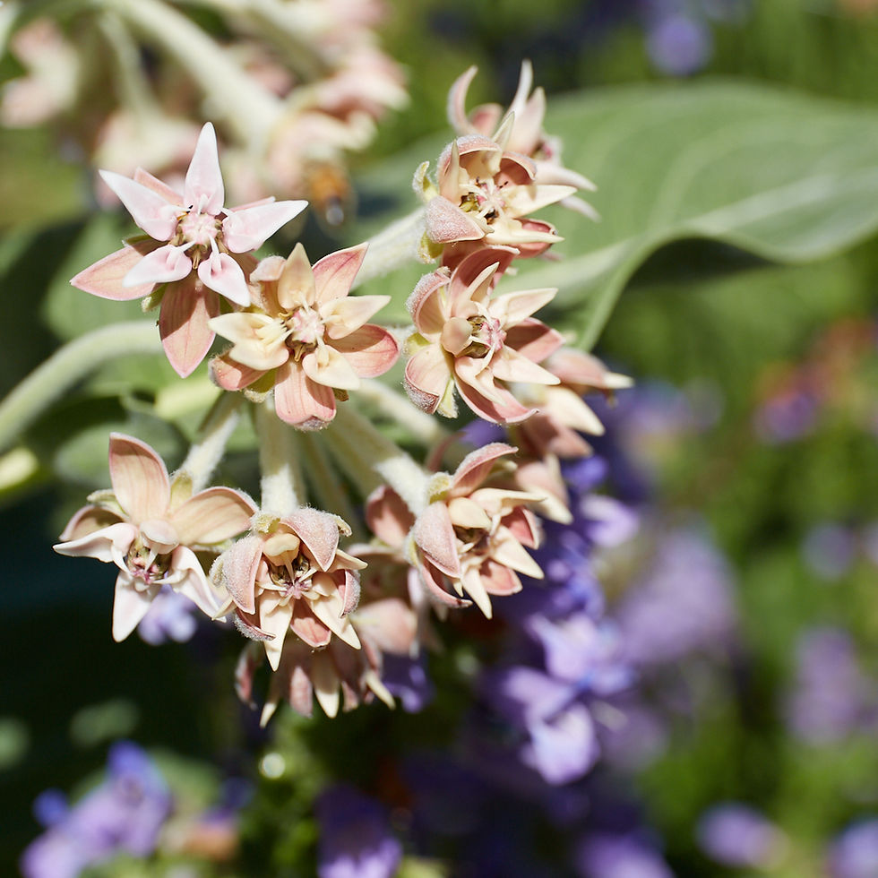 Thumbnail: Asclepias speciosa | Showy Milkweed
