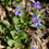 Thumbnail: Viola adunca | Early Blue Violet