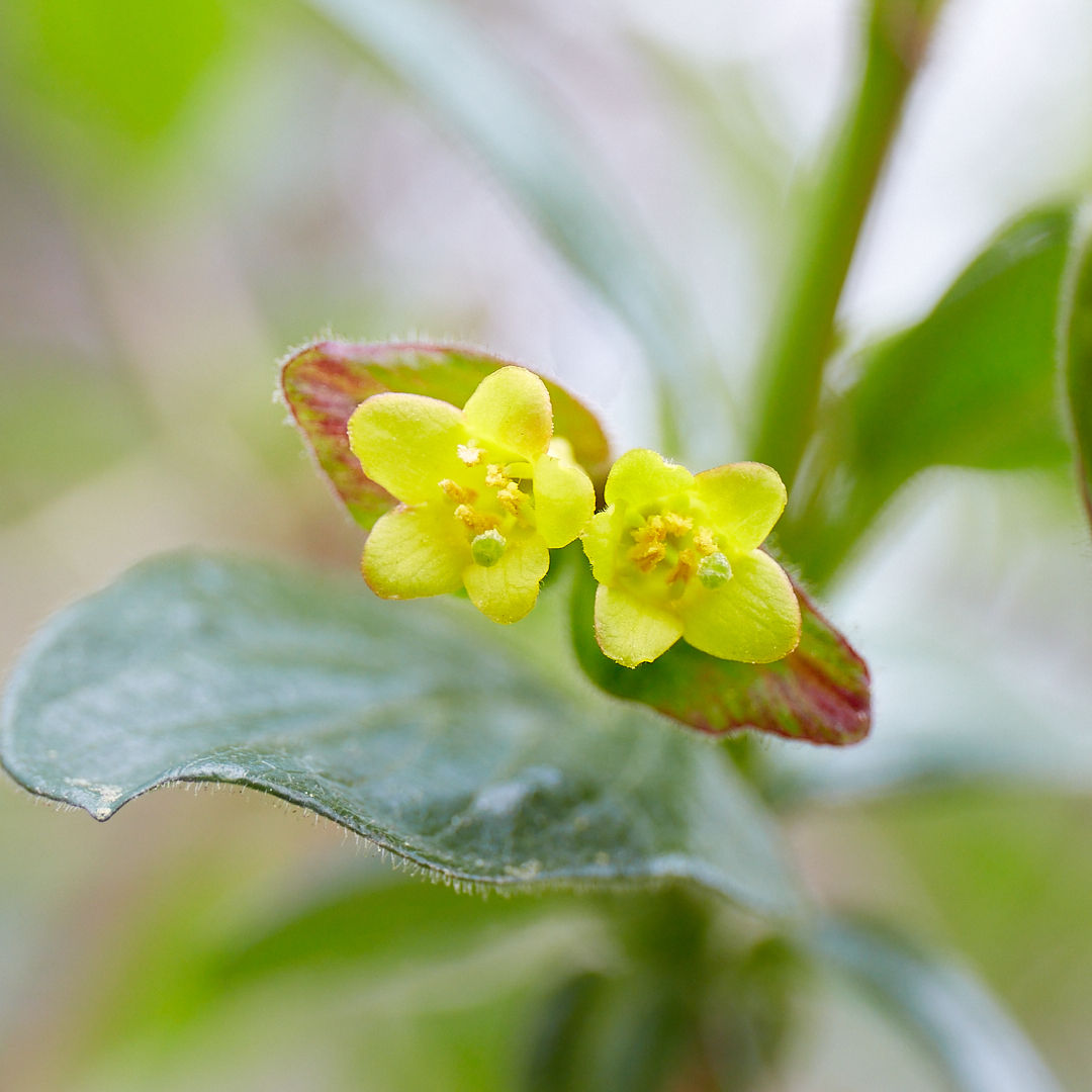 Lonicera involucrata | Black Twinberry