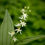 Thumbnail: Maianthemum stellata | Starry False Solomon's Seal