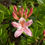 Thumbnail: Rhododendron occidentale | Western Azalea
