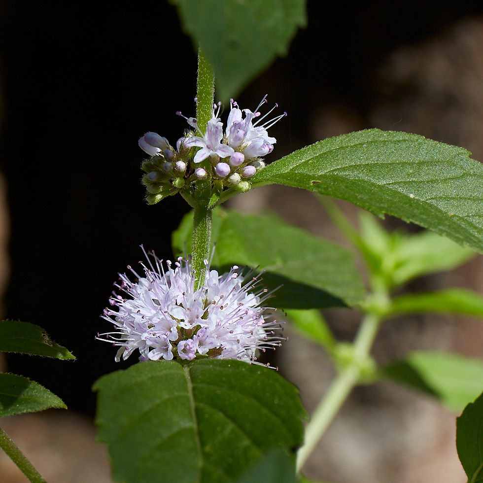 Mentha arvensis | Field Mint