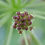 Thumbnail: Lomatium dissectum | Fern-leaved Bscuit Root