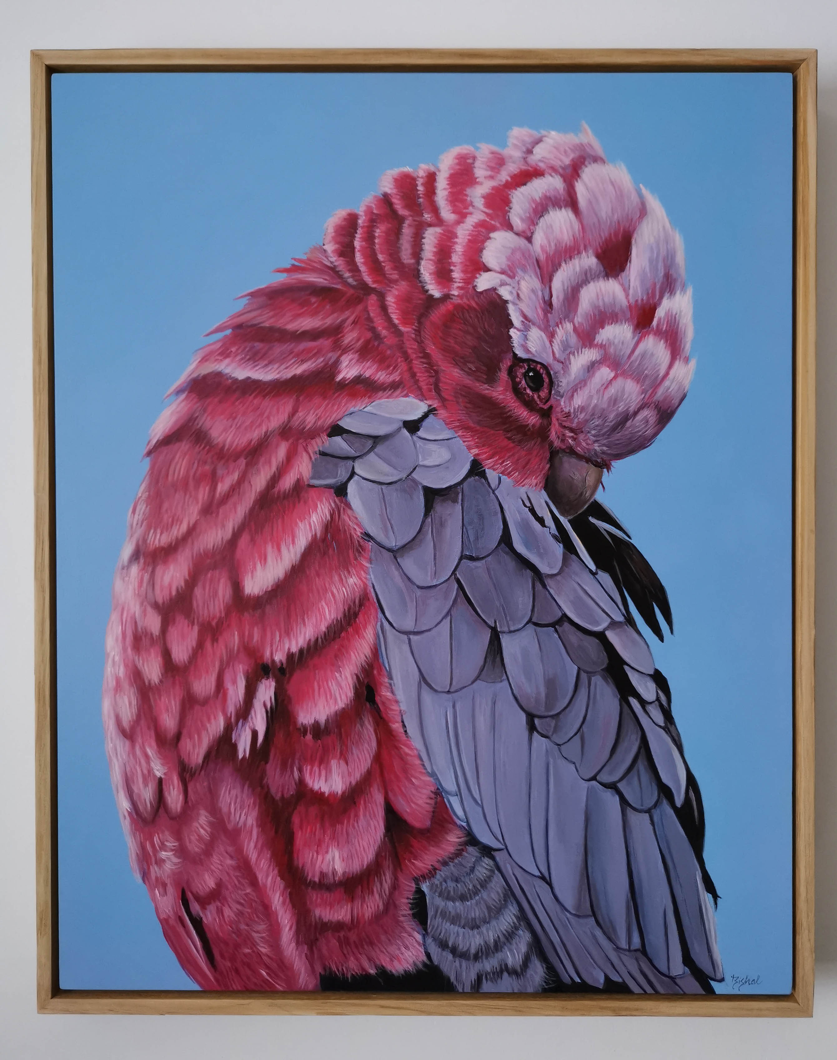 Galah Portrait