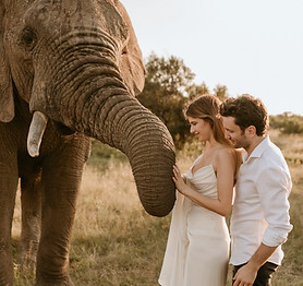 Couple marié dans la Savane en Afrique du Sud au milieu des éléphants
