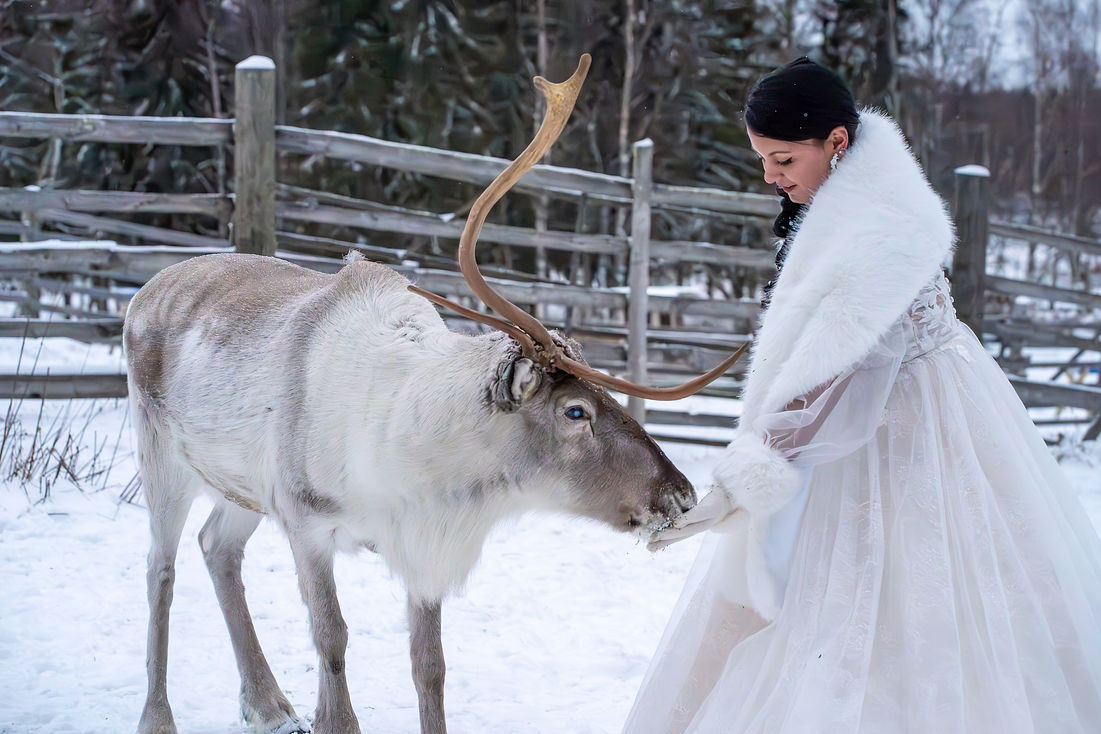 Mariée dans sa robe blanche en Laponie en train de nourrir un renne