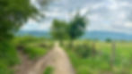 Countryside scene with trees and grass along the Via Podiensis (Le Puy route, GR65) in France