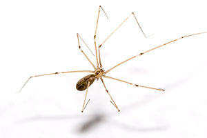 Spider.jpg
