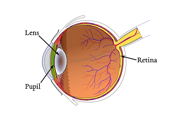 Eye_white_background_labeled.png