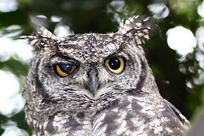 Owl.jpg