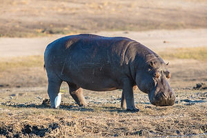 Hippopotamus.jpg