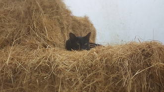 Cat Leases Nuthatch Cottage Smardale Kirkby Stephen