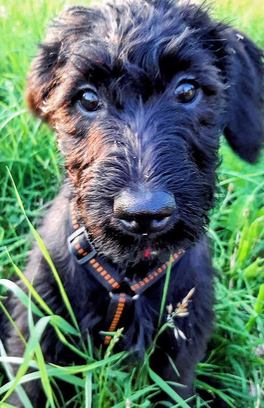 Welpenfoto Chispita_edited.jpg