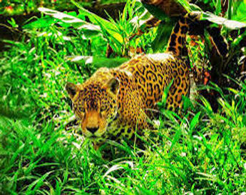 Flora y Fauna