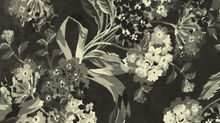 Lucinda - A New Short Story Introduction