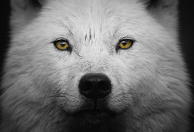 HD-wallpaper-arctic-face-canislupus-wolf-art-black-saying-timber-wolf-wolves-white-howling