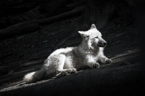 stock-photo-white-wolf-on-a-dark.jpg