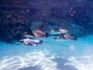 Day 23 - Ein Angsthäschen auf Tauchgang