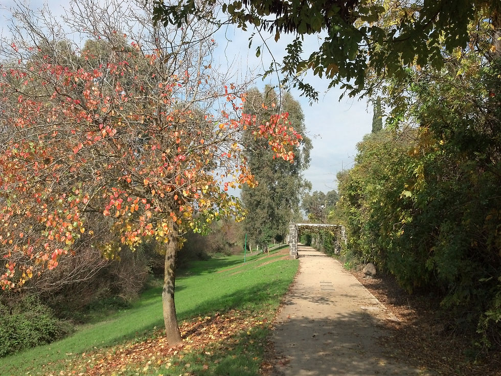 Automn in the Hula valley