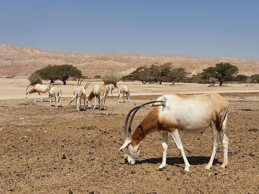 עדר ראמים בשמורת חי בר יוטבתה