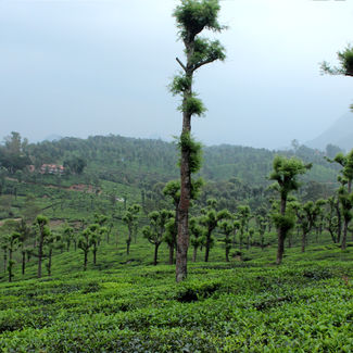 Ride to Neeliyampatti-Valparai-Athirapally Falls
