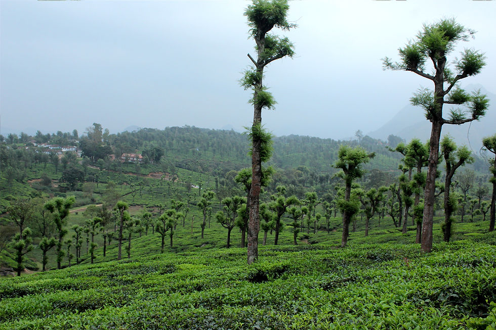 Ride to Neeliyampatti-Valparai-Athirapally Falls