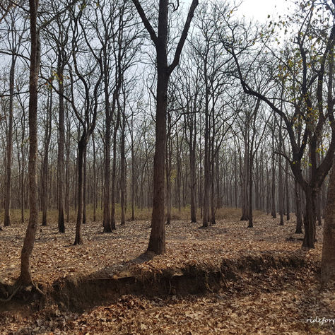 Dense Forest of Mulli & Mannarkad