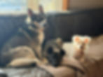 jetta qtip and alaric.jpg