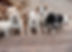 Litter of 10 copy.jpg