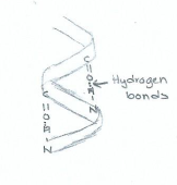 Alpha Helix (Very) Rough Sketch