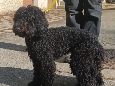 TEDDY Adopté !