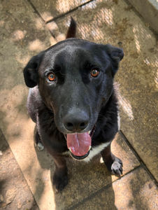 NACHO