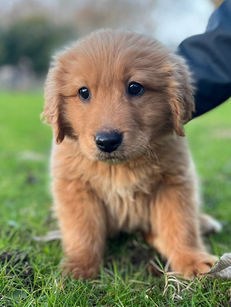 EGAN (en cours d'adoption)