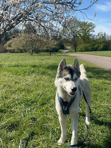 VASKO
