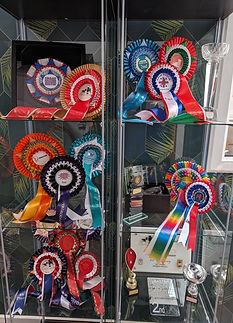 dog grooming awards